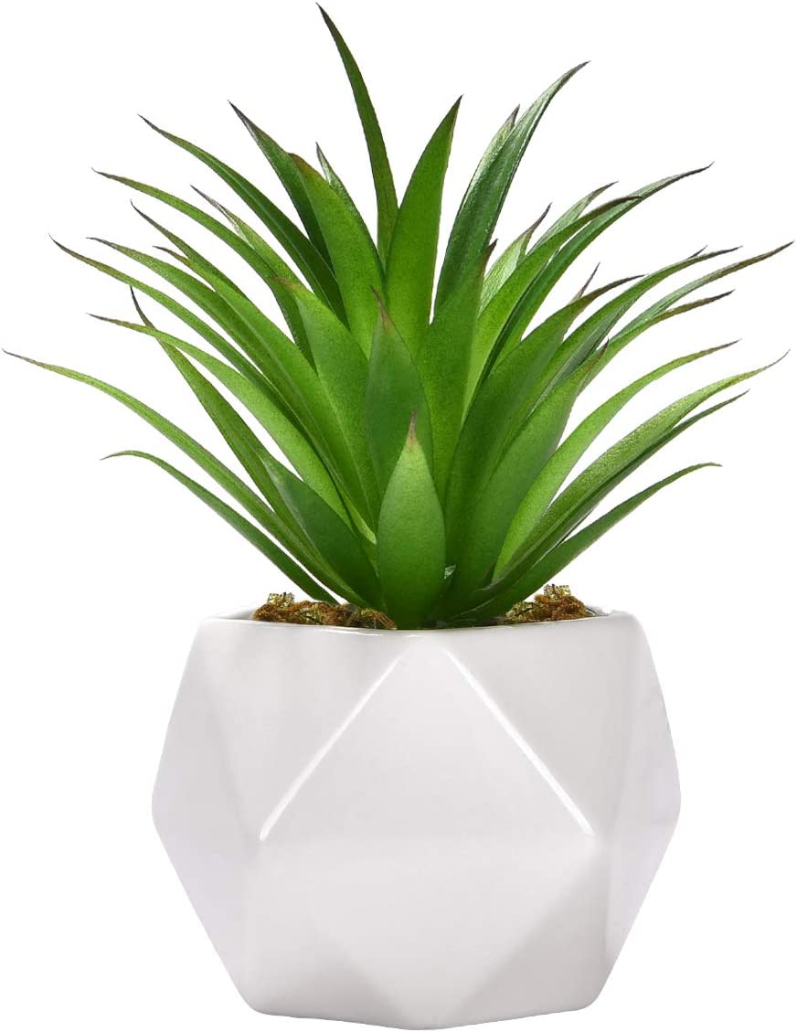 Dorm Room Plant